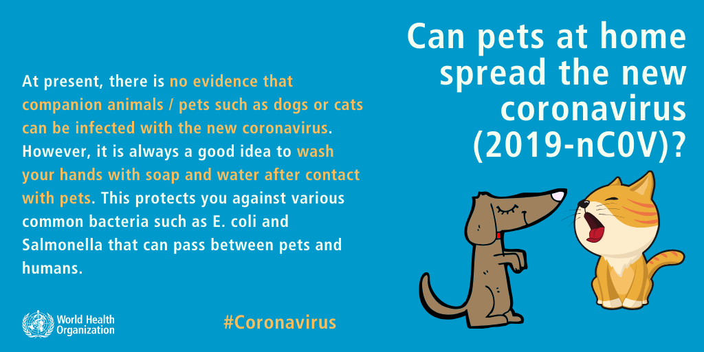 Coronavirus Katze