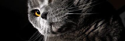 Katzenversicherung für Britisch Kurzhaar
