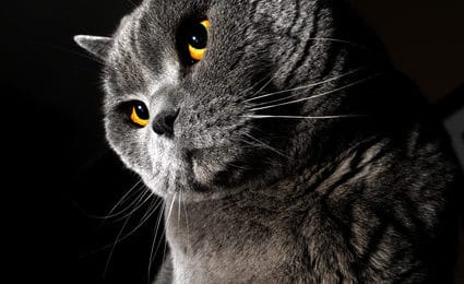 Katzenversicherung für Britisch Kurzhaar
