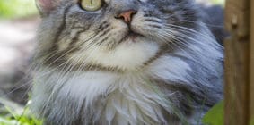Katzenversicherung für Maine-Coon