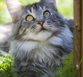 Katzenversicherung für Maine-Coon