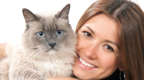 Katzenversicherung für Ragdoll