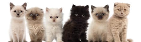 Checkliste: Katze vom Züchter kaufen