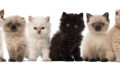 Checkliste: Katze vom Züchter kaufen