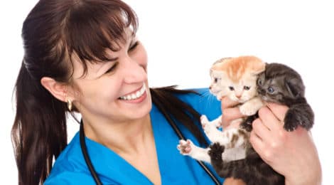 Die Katzen-Op Versicherung