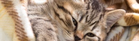 Krankheiten bei der Katze