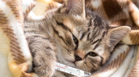 Krankheiten bei der Katze