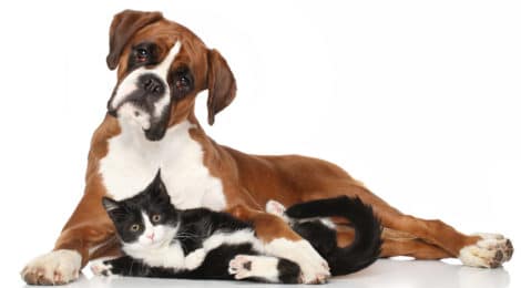 Katzen und Hunde zusammen - kann das gutgehen?