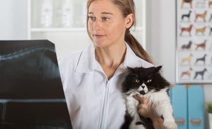 Katzen-Op Versicherung für ältere Katzen