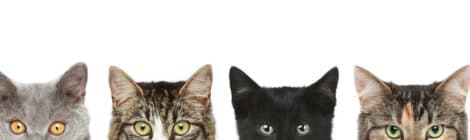 Kastrationspflicht bei Katzen