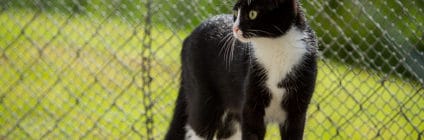 Katze aus dem Tierheim oder vom Züchter?