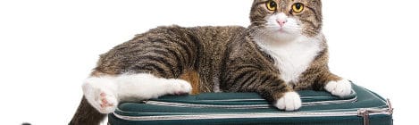 Mit der Katze ins Ausland