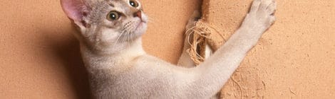 Katzenversicherung Pflicht