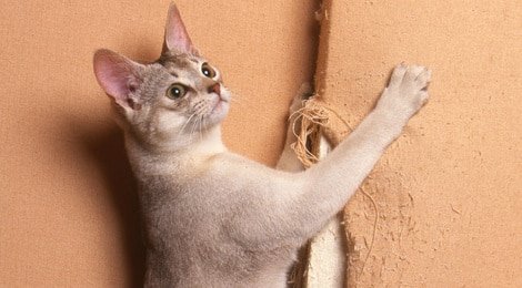 Katzenversicherung Pflicht