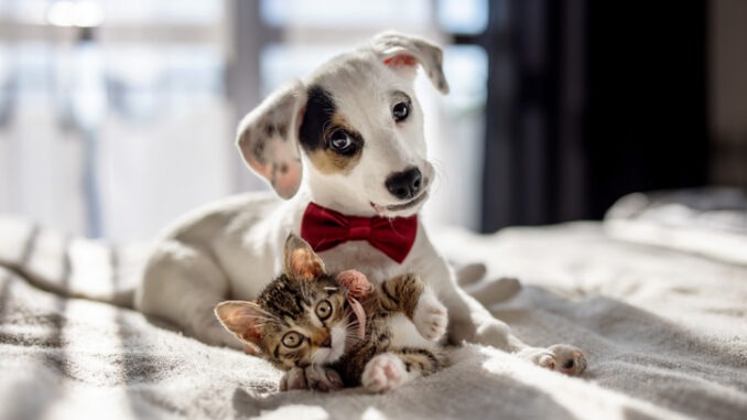 Katzen und Hunde zusammen halten