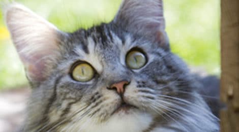 Katzenkrankenversicherung für Freigänger sinnvoll?