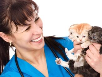 Katzenkrankenversicherung ohne Wartezeit