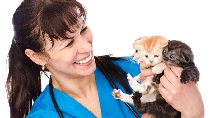 Katzenkrankenversicherung ohne Wartezeit