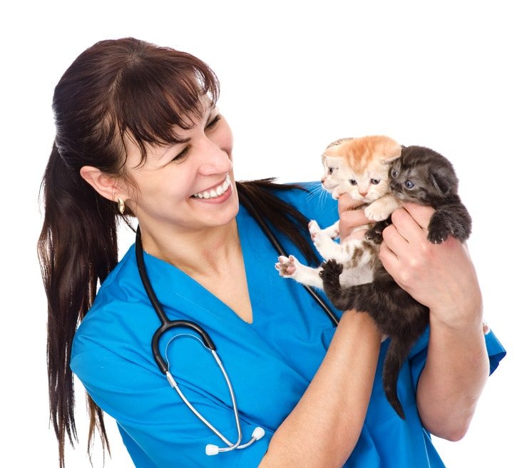 Katzenkrankenversicherung ohne Wartezeit Katzenversicherung Blog