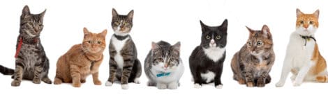 Katzenkrankenversicherung Preisvergleich