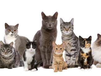 Katzenrassen Top Ten