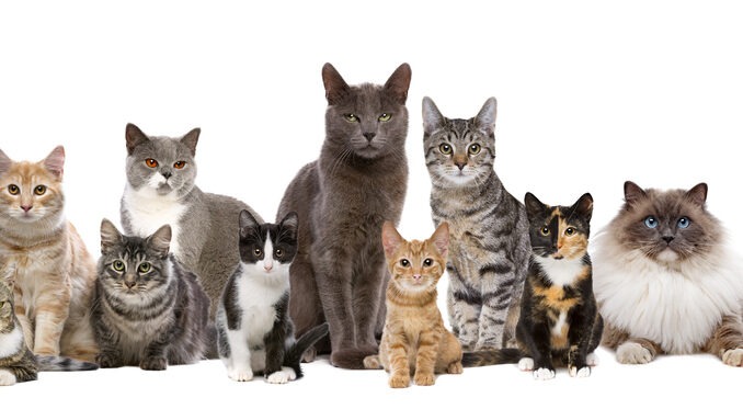 Katzenrassen Top Ten
