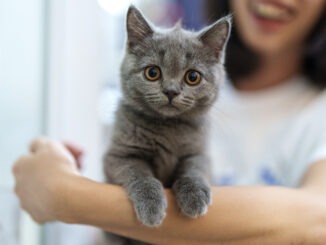 Katzenversicherung für Britisch Kurzhaar