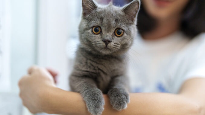 Katzenversicherung für Britisch Kurzhaar