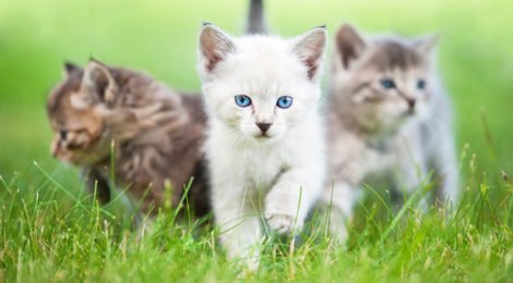 Katzenversicherung für Freigänger