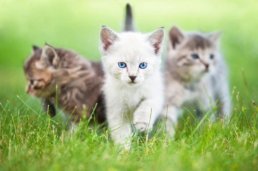 Katzenversicherung für Freigänger