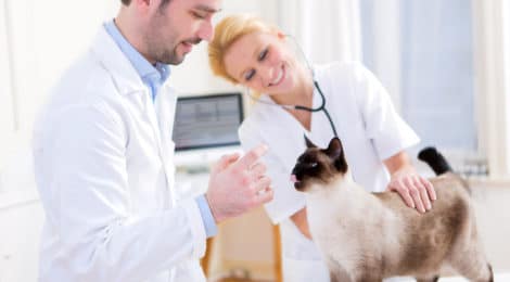 Katzenversicherung für Siamkatze
