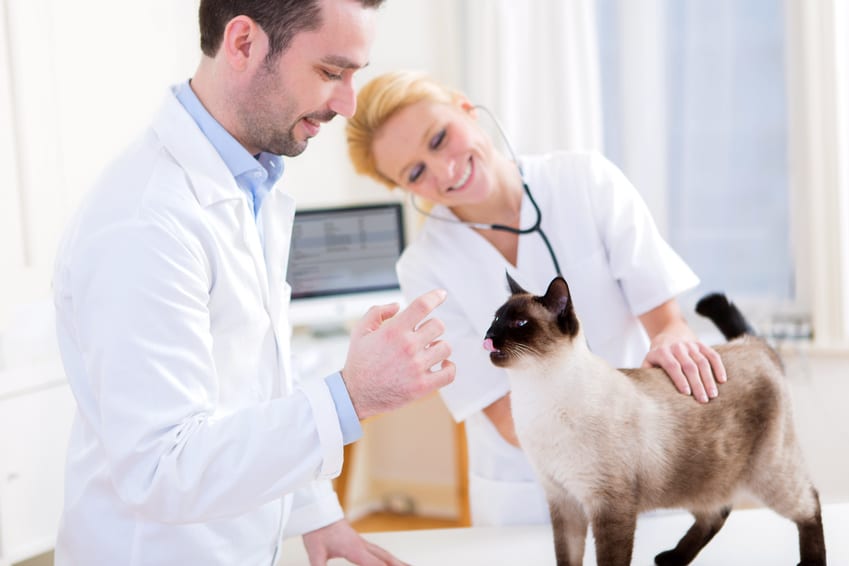 Katzenversicherung für Siamkatze