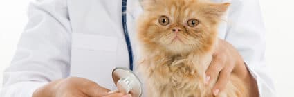 Katzenversicherung für Tierarztkosten