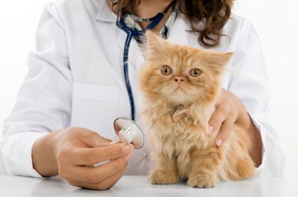 Katzenversicherung für Tierarztkosten