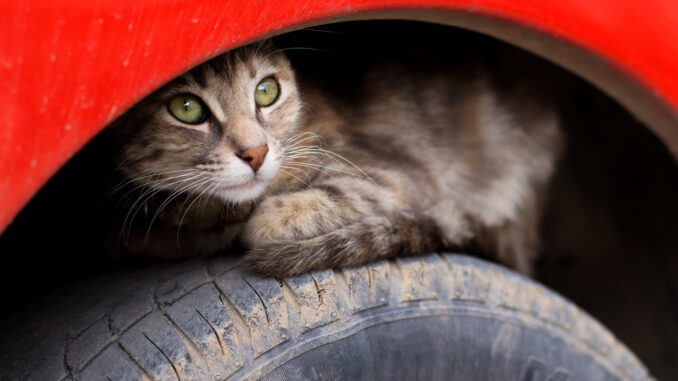 Katzenversicherung für Verkehrsunfälle