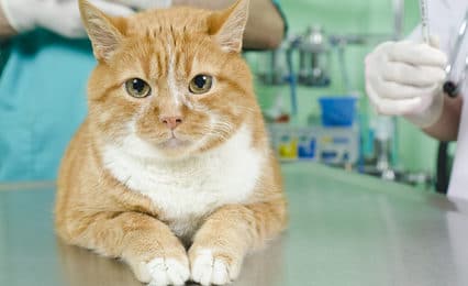 Katzenversicherung für Verkehrsunfälle