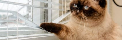 Katzenversicherung für Wohnungskatze