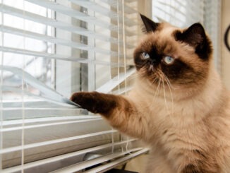 Katzenversicherung für Wohnungskatze