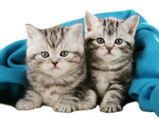 Katzenversicherung für zwei Katzen