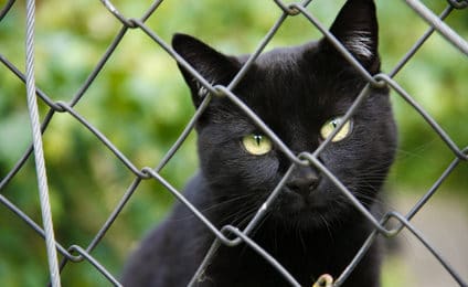 Katzenversicherung für Katze aus Tierheim