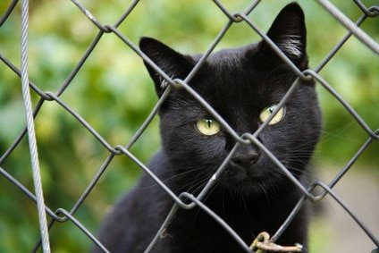 Katzenversicherung für Katze aus Tierheim