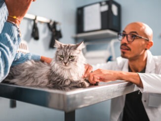 Katzenversicherung mit Zahn