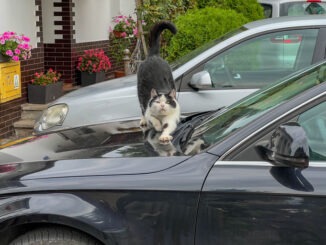 Katzenversicherung Pflicht
