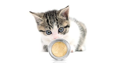 Katzenversicherung sinnvoll?