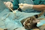 Katzenkrankenversicherung für Operationen
