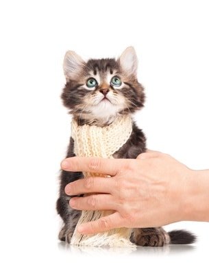 Katzenversicherung ülzener