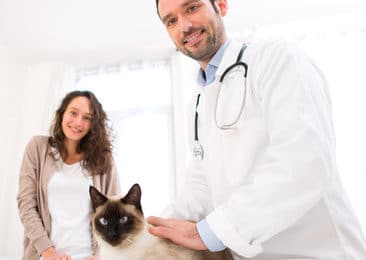 Uelzener Katzenversicherung Test